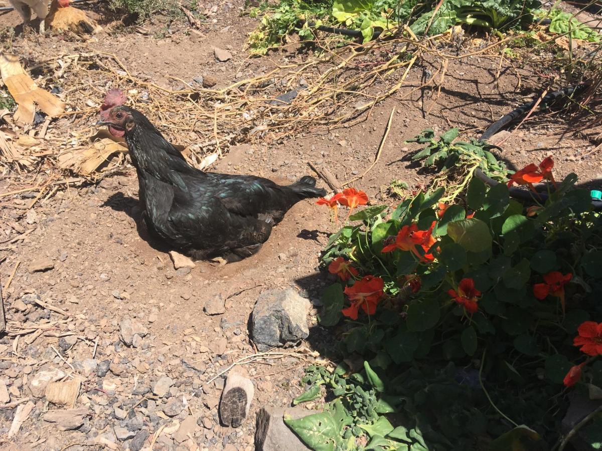 Casa Madre Tierra Lejlighed La Pared  Eksteriør billede